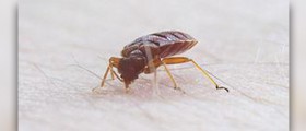 Prevention of bed bugs