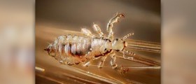 Prevention of head lice