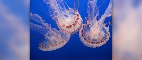 Prevention of jellyfish stings