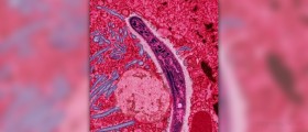 Prevention of Malaria