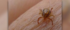 Prevention of rocky mountain spotted fever