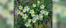 Primrose oil benefits