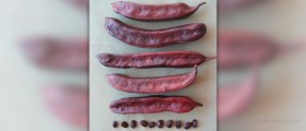 Protein rich food