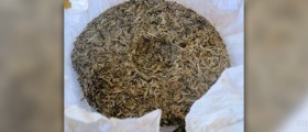 Puer tea health benefits