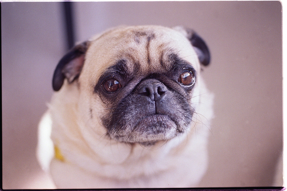 Nasal surgery for pugs | General center | SteadyHealth.com