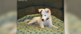Puppies lose teeth