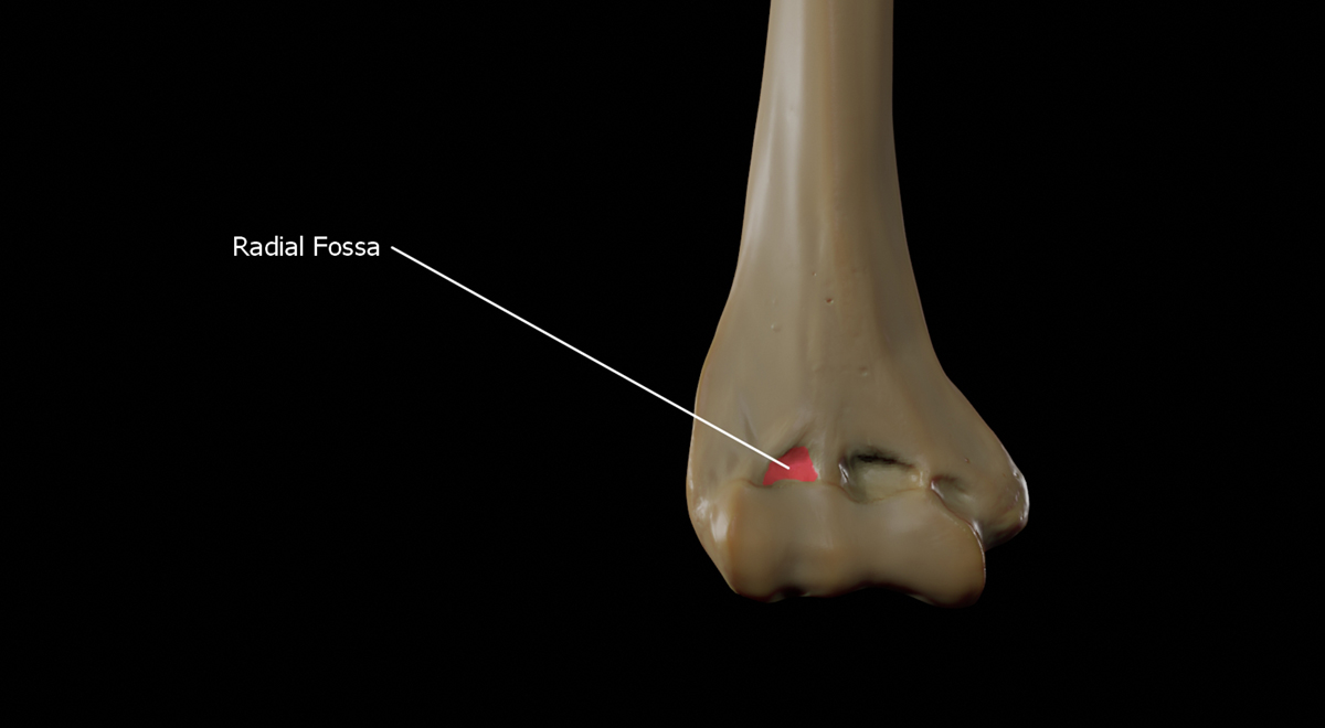 Radial tunnel syndrome surgery | General center | SteadyHealth.com