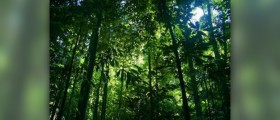 Rainforest plants used for medicine