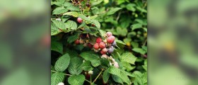 Raspberries nutrition and facts