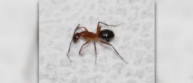 Red ant bites