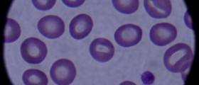 Red blood cells