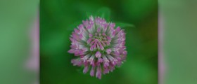 Red clover benefits