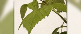 Red raspberry leaf tea benefits