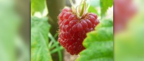 Red raspberry leaf tea