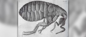 Remedies for chiggers