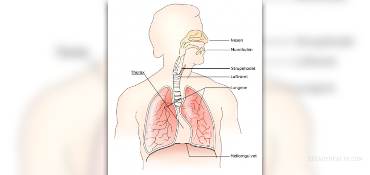 Respiratory system facts | General center | SteadyHealth.com