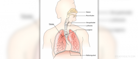 Respiratory system facts