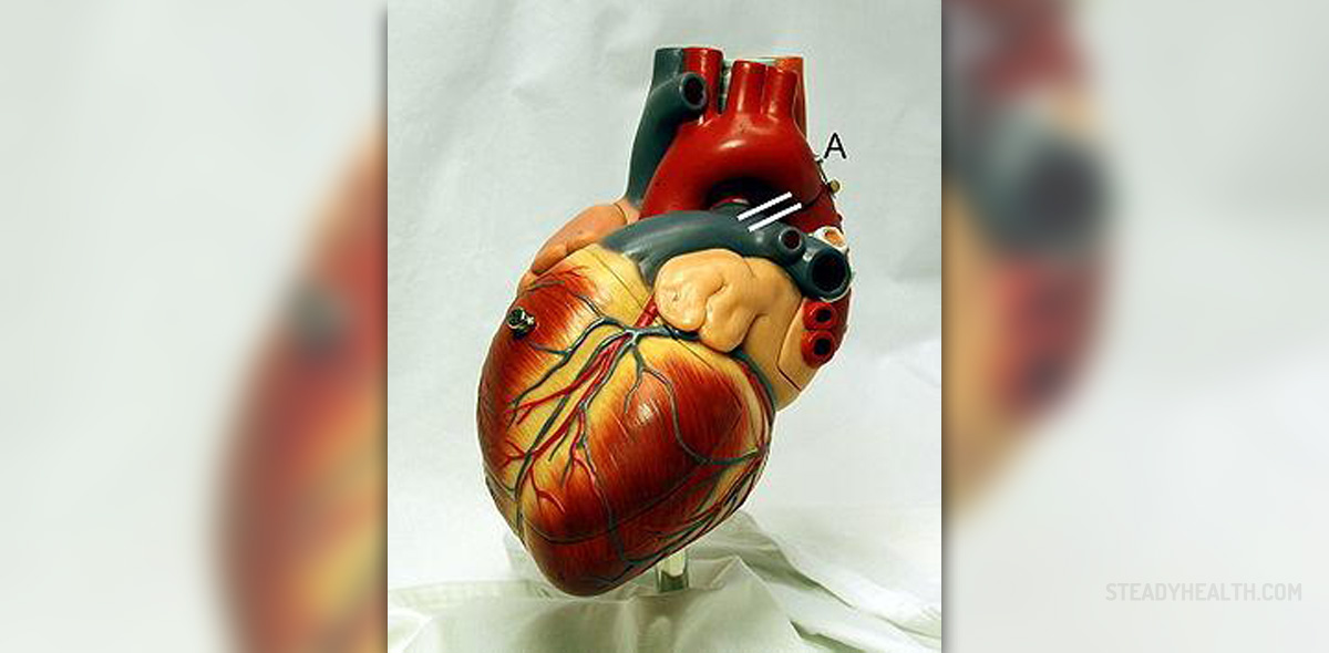 Reversing heart disease | Cardiovascular Disorders and Diseases