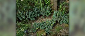 Rhodiola side effects