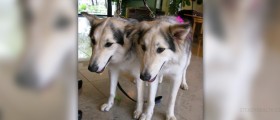 Risks of cloning
