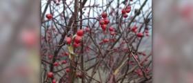 Rosehip oil benefits