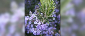 Rosemary oil uses