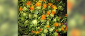 Safflower oil benefits