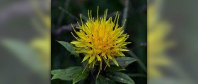 Safflower oil for hair growth