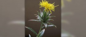 Safflower oil for weight loss