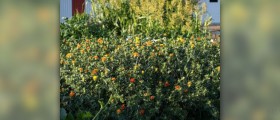 Safflower oil nutrition facts