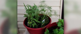 Sage essential oil