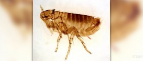 Sand fleas facts