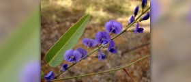Sarsaparilla root facts