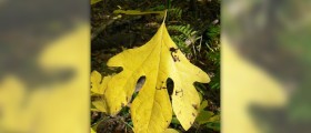 Sassafras tea facts