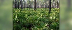 Saw palmetto for women