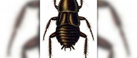 Scabies home remedies