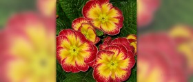 Evening primrose oil for fertility