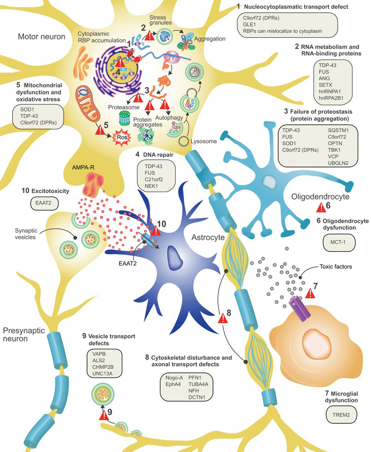 Primary lateral sclerosis physical therapy | Nervous System Disorders