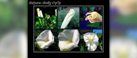 Scopolamine side effects