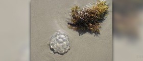 Seaweed health benefits