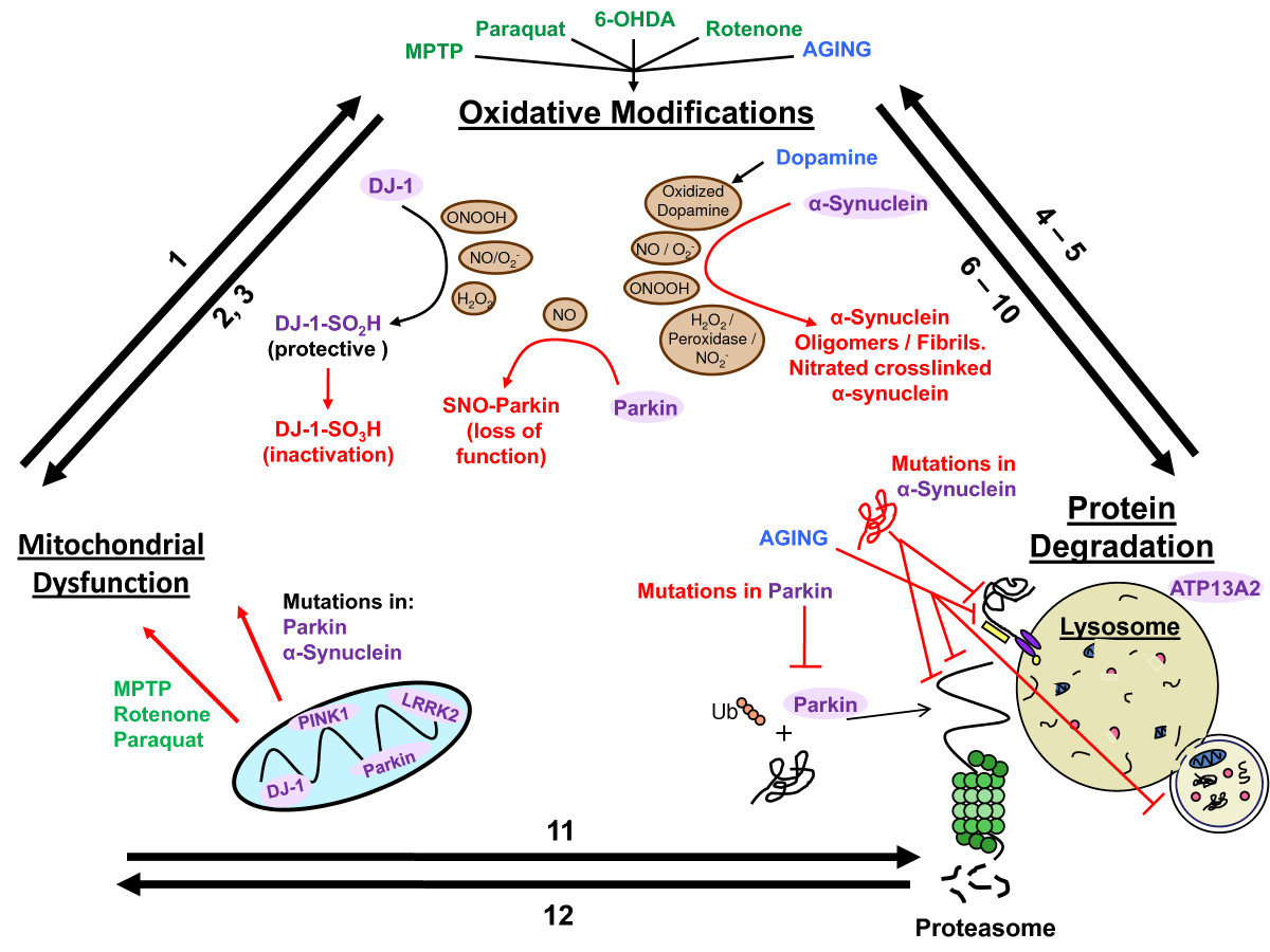 epinephrine deficiency diseases