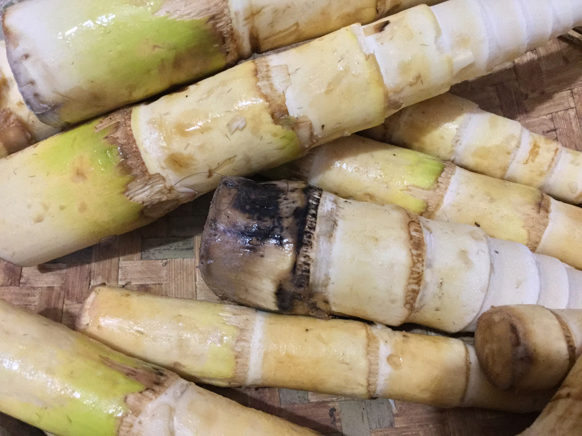 bamboo-shoots-nutrition-general-center-steadyhealth