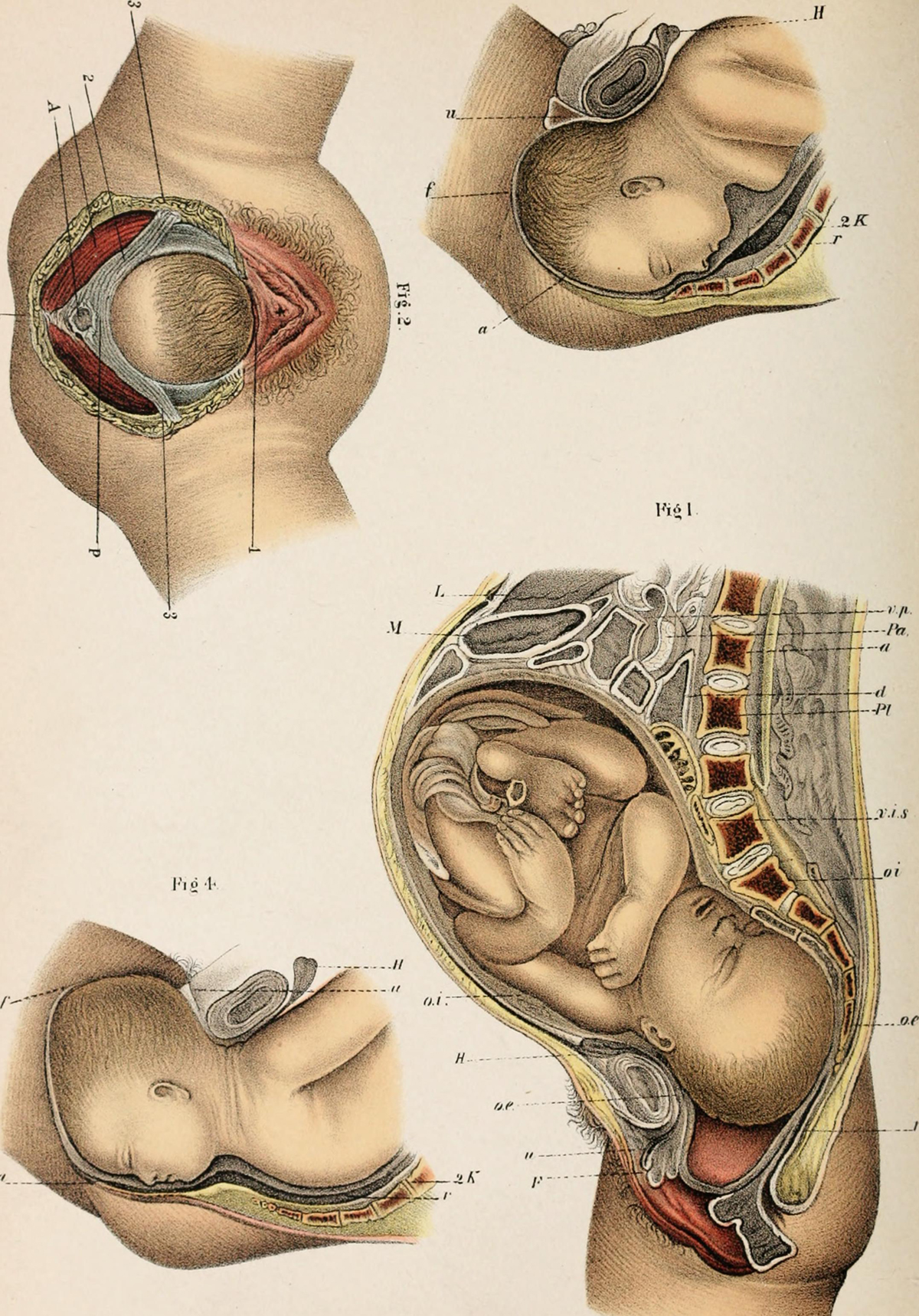 Chest And Shoulder Pain During Pregnancy