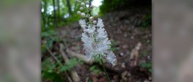 Side effects of black cohosh