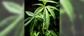 Side effects of cannabis