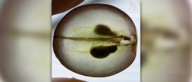 Side effects of grape seed extract