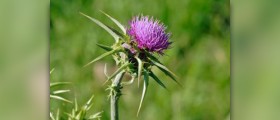 Side effects of milk thistle