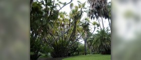 Side effects of saw palmetto