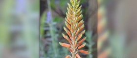Side effects of using aloe vera