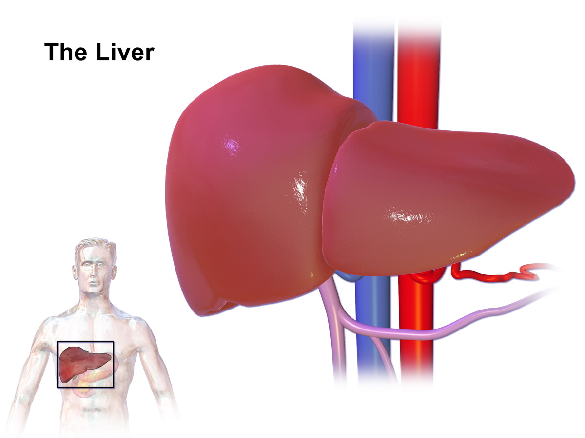 Liver pain symptoms and causes Gastrointestinal Disorders articles Body & Health Conditions